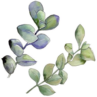 Şimşir izole bir suluboya tarzında bırakır. Aquarelle yaprak için arka plan, doku, sarıcı desen, çerçeve veya kenarlık.