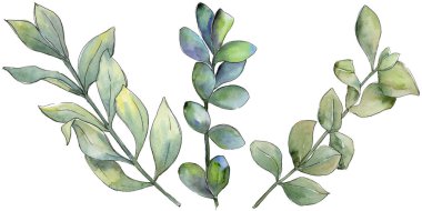 Şimşir izole bir suluboya tarzında bırakır. Aquarelle yaprak için arka plan, doku, sarıcı desen, çerçeve veya kenarlık.
