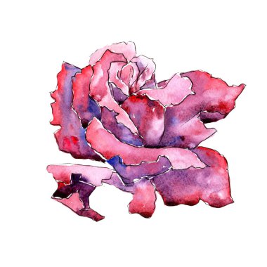 Kırmızı gül. Botanik çiçek. Vahşi bahar yaprak izole kır çiçeği. Arka plan, doku, sarıcı desen, çerçeve veya kenarlık için Aquarelle kır çiçeği.