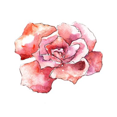 Kırmızı gül. Botanik çiçek. Vahşi bahar yaprak izole kır çiçeği. Arka plan, doku, sarıcı desen, çerçeve veya kenarlık için Aquarelle kır çiçeği.