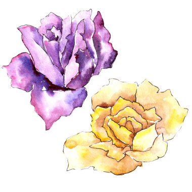 Renkli gül. Botanik çiçek. Vahşi bahar yaprak izole kır çiçeği. Arka plan, doku, sarıcı desen, çerçeve veya kenarlık için Aquarelle kır çiçeği.