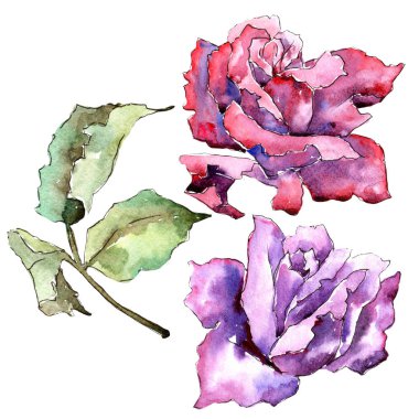 Renkli gül. Botanik çiçek. Vahşi bahar yaprak izole kır çiçeği. Arka plan, doku, sarıcı desen, çerçeve veya kenarlık için Aquarelle kır çiçeği.