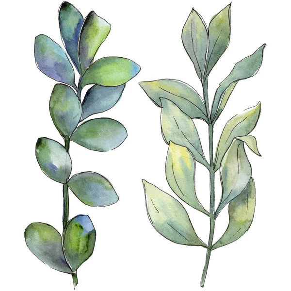 Şimşir izole bir suluboya tarzında bırakır. Aquarelle yaprak için arka plan, doku, sarıcı desen, çerçeve veya kenarlık.