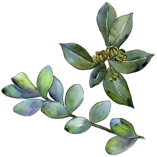 Şimşir izole bir suluboya tarzında bırakır. Aquarelle yaprak için arka plan, doku, sarıcı desen, çerçeve veya kenarlık.