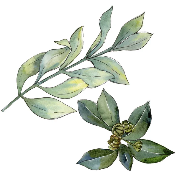 Şimşir izole bir suluboya tarzında bırakır. Aquarelle yaprak için arka plan, doku, sarıcı desen, çerçeve veya kenarlık.