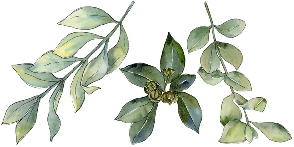 Şimşir izole bir suluboya tarzında bırakır. Aquarelle yaprak için arka plan, doku, sarıcı desen, çerçeve veya kenarlık.