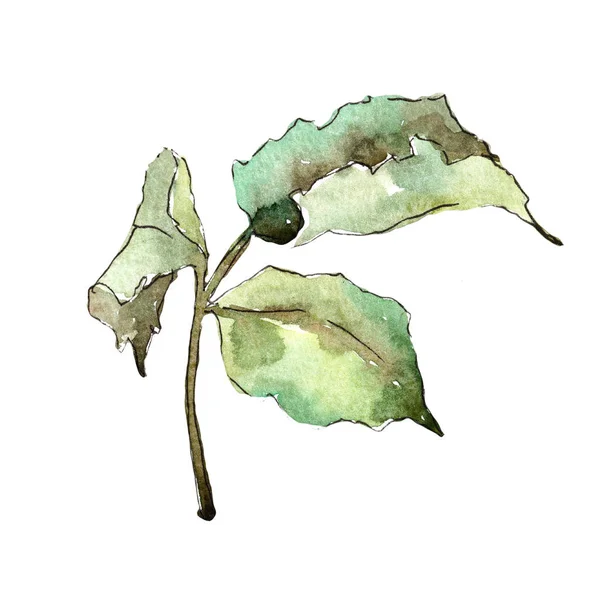 Yeşil yaprak yükseldi. Botanik çiçek. Vahşi bahar yaprak izole kır çiçeği. Arka plan, doku, sarıcı desen, çerçeve veya kenarlık için Aquarelle kır çiçeği.