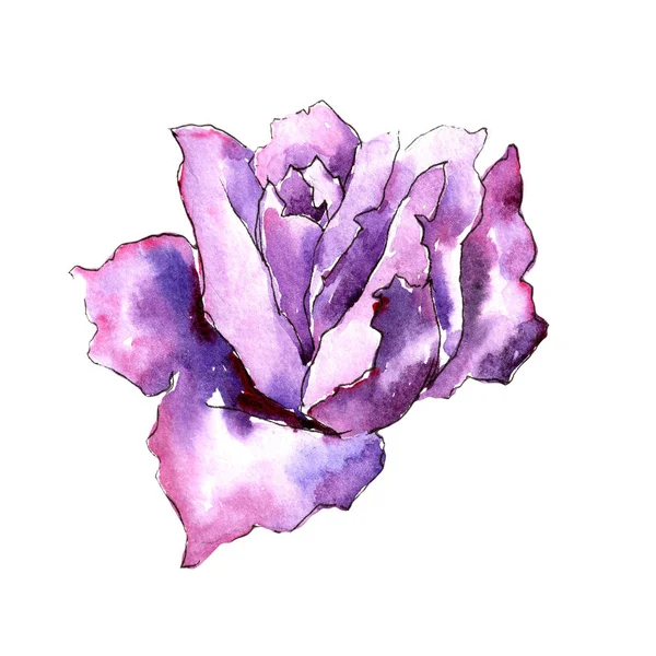 Purple rose. Floral botanical flower. Wild spring leaf wildflower isolated. Aquarelle wildflower for background, texture, wrapper pattern, frame or border.