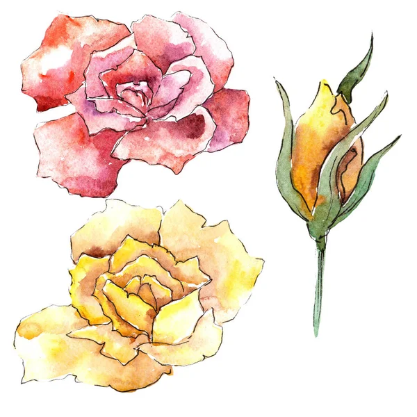 五颜六色的玫瑰 花卉植物花 野生春叶野花分离 包装图案 框架或边框的水彩画野花 — 图库照片