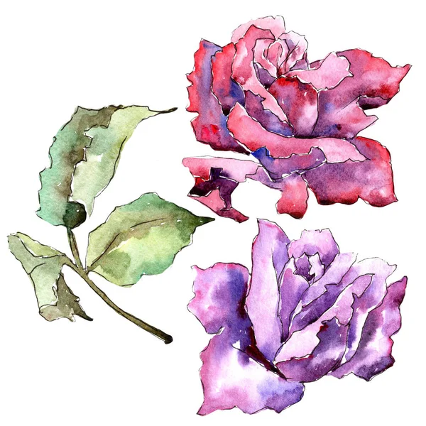 Renkli gül. Botanik çiçek. Vahşi bahar yaprak izole kır çiçeği. Arka plan, doku, sarıcı desen, çerçeve veya kenarlık için Aquarelle kır çiçeği.