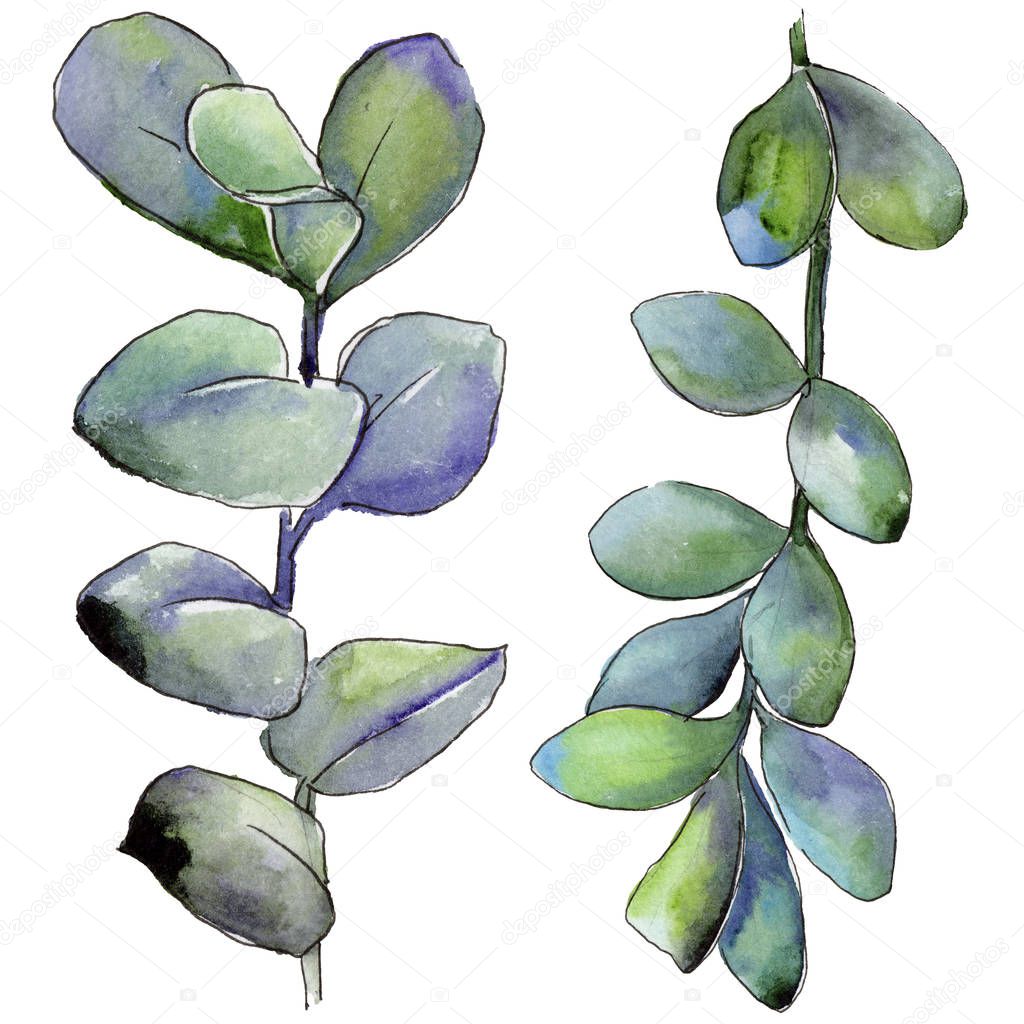 Boxwood leaves in a watercolor style isolated. Aquarelle leaf for background, texture, wrapper pattern, frame or border.
