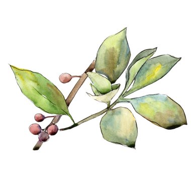 İğde izole bir suluboya tarzında bırakır. Aquarelle yaprak için arka plan, doku, sarıcı desen, çerçeve veya kenarlık.