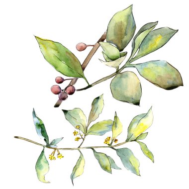 İğde izole bir suluboya tarzında bırakır. Aquarelle yaprak için arka plan, doku, sarıcı desen, çerçeve veya kenarlık.