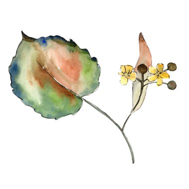Linden izole bir suluboya tarzında bırakır. Aquarelle yaprak için arka plan, doku, sarıcı desen, çerçeve veya kenarlık.