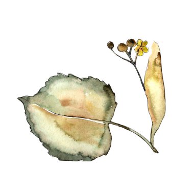 Linden izole bir suluboya tarzında bırakır. Aquarelle yaprak için arka plan, doku, sarıcı desen, çerçeve veya kenarlık.