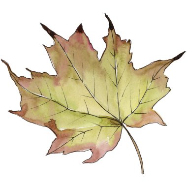 Akçaağaç izole bir suluboya tarzında bırakır. Aquarelle yaprak için arka plan, doku, sarıcı desen, çerçeve veya kenarlık.