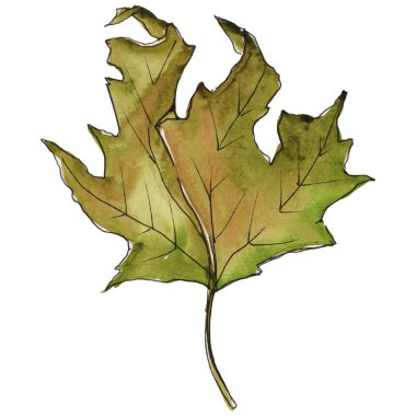 Akçaağaç izole bir suluboya tarzında bırakır. Aquarelle yaprak için arka plan, doku, sarıcı desen, çerçeve veya kenarlık.