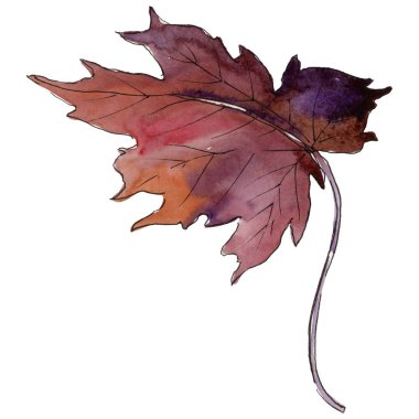 Akçaağaç izole bir suluboya tarzında bırakır. Aquarelle yaprak için arka plan, doku, sarıcı desen, çerçeve veya kenarlık.