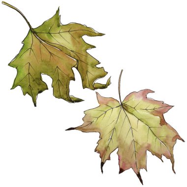 Akçaağaç izole bir suluboya tarzında bırakır. Aquarelle yaprak için arka plan, doku, sarıcı desen, çerçeve veya kenarlık.