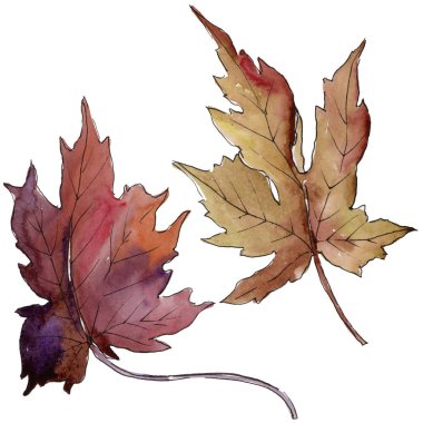 Akçaağaç izole bir suluboya tarzında bırakır. Aquarelle yaprak için arka plan, doku, sarıcı desen, çerçeve veya kenarlık.