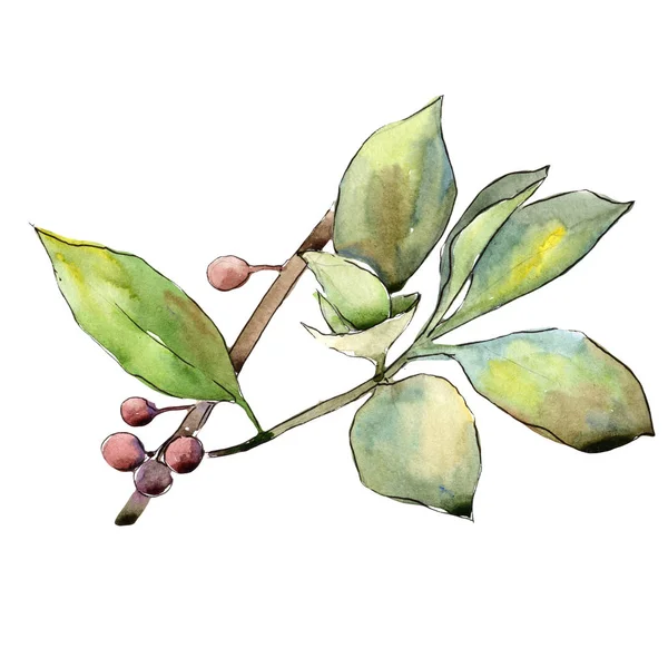 İğde izole bir suluboya tarzında bırakır. Aquarelle yaprak için arka plan, doku, sarıcı desen, çerçeve veya kenarlık.