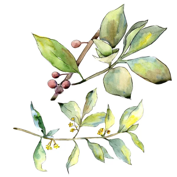 İğde izole bir suluboya tarzında bırakır. Aquarelle yaprak için arka plan, doku, sarıcı desen, çerçeve veya kenarlık.