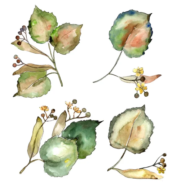 Linden izole bir suluboya tarzında bırakır. Aquarelle yaprak için arka plan, doku, sarıcı desen, çerçeve veya kenarlık.
