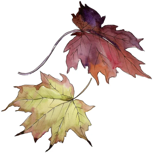 Akçaağaç izole bir suluboya tarzında bırakır. Aquarelle yaprak için arka plan, doku, sarıcı desen, çerçeve veya kenarlık.