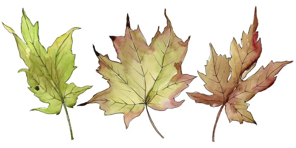 Maple Leaves Watercolor Style Isolated Aquarelle Leaf Background Texture Wrapper — Stock Photo, Image
