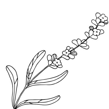 Lavanta çiçeği izole bir vektör tarzı. Bitki tam adı: lavanta. Arka plan, doku, sarıcı desen, çerçeve veya kenarlık için vektör çiçek.