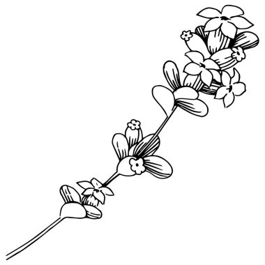 Lavanta çiçeği izole bir vektör tarzı. Bitki tam adı: lavanta. Arka plan, doku, sarıcı desen, çerçeve veya kenarlık için vektör çiçek.