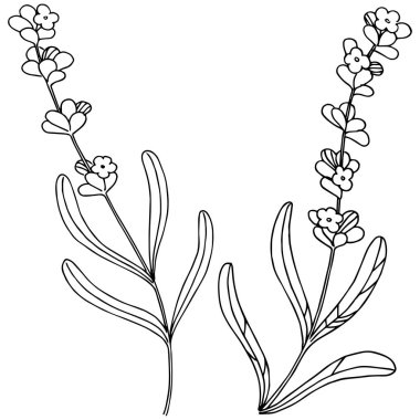 Lavanta çiçeği izole bir vektör tarzı. Bitki tam adı: lavanta. Arka plan, doku, sarıcı desen, çerçeve veya kenarlık için vektör çiçek.