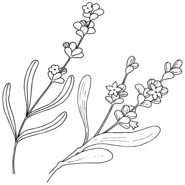 Lavanta çiçeği izole bir vektör tarzı. Bitki tam adı: lavanta. Arka plan, doku, sarıcı desen, çerçeve veya kenarlık için vektör çiçek.