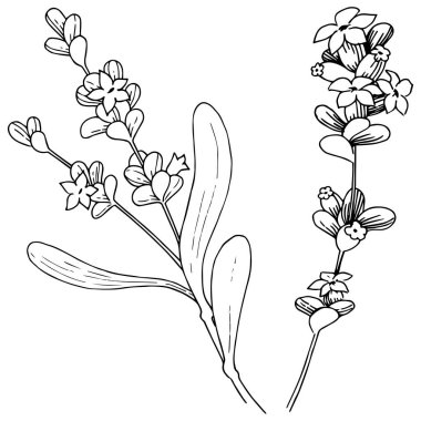 Lavanta çiçeği izole bir vektör tarzı. Bitki tam adı: lavanta. Arka plan, doku, sarıcı desen, çerçeve veya kenarlık için vektör çiçek.