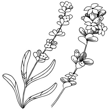 Lavanta çiçeği izole bir vektör tarzı. Bitki tam adı: lavanta. Arka plan, doku, sarıcı desen, çerçeve veya kenarlık için vektör çiçek.