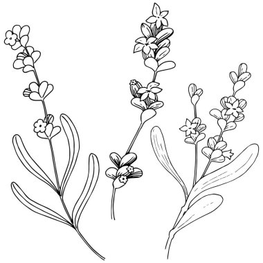 Lavanta çiçeği izole bir vektör tarzı. Bitki tam adı: lavanta. Arka plan, doku, sarıcı desen, çerçeve veya kenarlık için vektör çiçek.