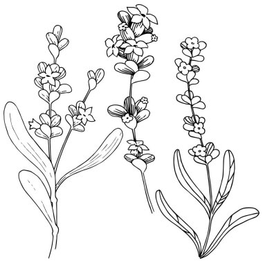 Lavanta çiçeği izole bir vektör tarzı. Bitki tam adı: lavanta. Arka plan, doku, sarıcı desen, çerçeve veya kenarlık için vektör çiçek.