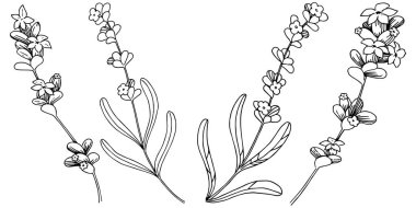 Lavanta çiçeği izole bir vektör tarzı. Bitki tam adı: lavanta. Arka plan, doku, sarıcı desen, çerçeve veya kenarlık için vektör çiçek.