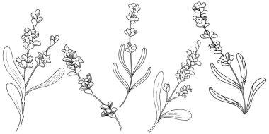 Lavanta çiçeği izole bir vektör tarzı. Bitki tam adı: lavanta. Arka plan, doku, sarıcı desen, çerçeve veya kenarlık için vektör çiçek.