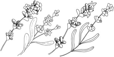 Lavanta çiçeği izole bir vektör tarzı. Bitki tam adı: lavanta. Arka plan, doku, sarıcı desen, çerçeve veya kenarlık için vektör çiçek.