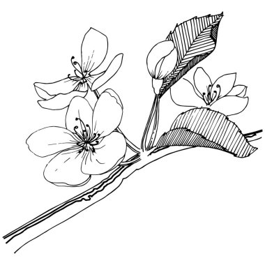 Elma ağacı izole bir vektör tarzı. Bitki tam adı: elma ağacı. Arka plan, doku, sarıcı desen, çerçeve veya kenarlık için vektör çiçek.