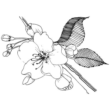 Elma ağacı izole bir vektör tarzı. Bitki tam adı: elma ağacı. Arka plan, doku, sarıcı desen, çerçeve veya kenarlık için vektör çiçek.