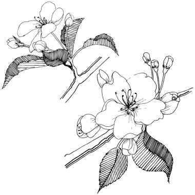 Elma ağacı izole bir vektör tarzı. Bitki tam adı: elma ağacı. Arka plan, doku, sarıcı desen, çerçeve veya kenarlık için vektör çiçek.