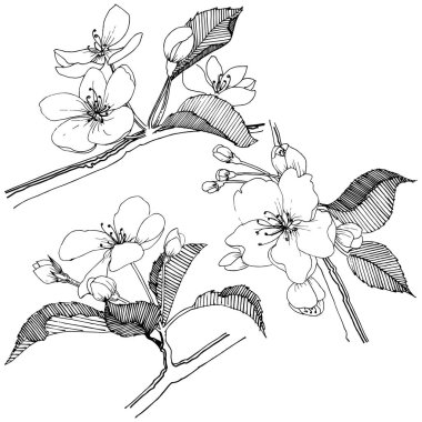 Elma ağacı izole bir vektör tarzı. Bitki tam adı: elma ağacı. Arka plan, doku, sarıcı desen, çerçeve veya kenarlık için vektör çiçek.