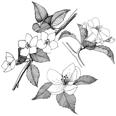 Elma ağacı izole bir vektör tarzı. Bitki tam adı: elma ağacı. Arka plan, doku, sarıcı desen, çerçeve veya kenarlık için vektör çiçek.