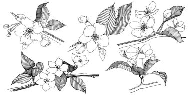 Elma ağacı izole bir vektör tarzı. Bitki tam adı: elma ağacı. Arka plan, doku, sarıcı desen, çerçeve veya kenarlık için vektör çiçek.