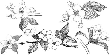 Elma ağacı izole bir vektör tarzı. Bitki tam adı: elma ağacı. Arka plan, doku, sarıcı desen, çerçeve veya kenarlık için vektör çiçek.