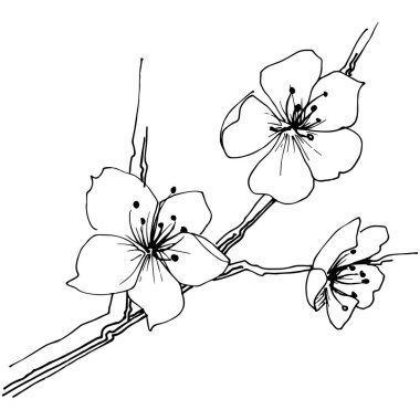 Sakura kır çiçeği izole bir vektör tarzı. Bitki tam adı: sakura. Arka plan, doku, sarıcı desen, çerçeve veya kenarlık için vektör çiçek.