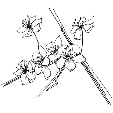 Sakura kır çiçeği izole bir vektör tarzı. Bitki tam adı: sakura. Arka plan, doku, sarıcı desen, çerçeve veya kenarlık için vektör çiçek.