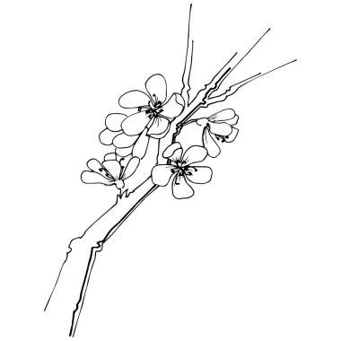 Sakura kır çiçeği izole bir vektör tarzı. Bitki tam adı: sakura. Arka plan, doku, sarıcı desen, çerçeve veya kenarlık için vektör çiçek.